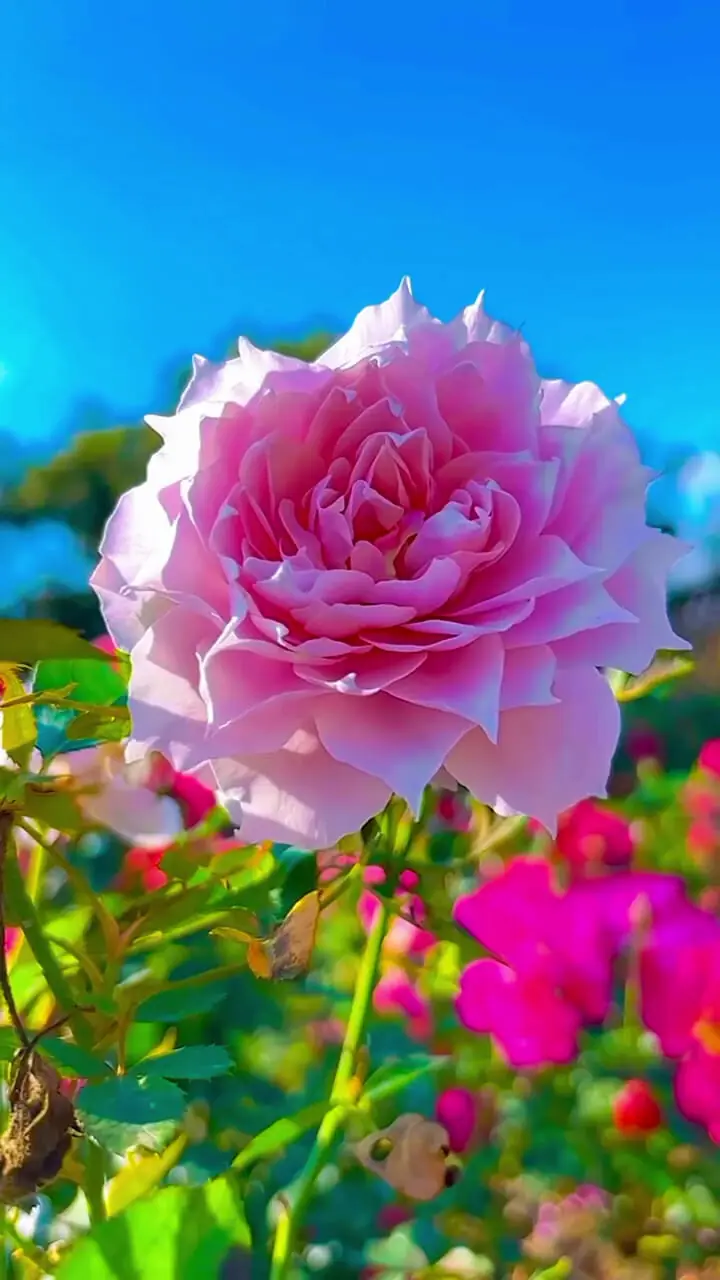 Wp Header Logo 607.png