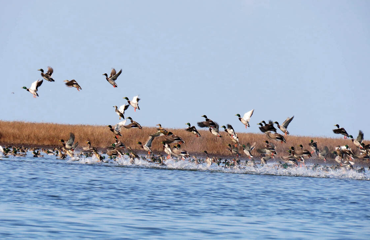 Wp Header Logo 1154.png