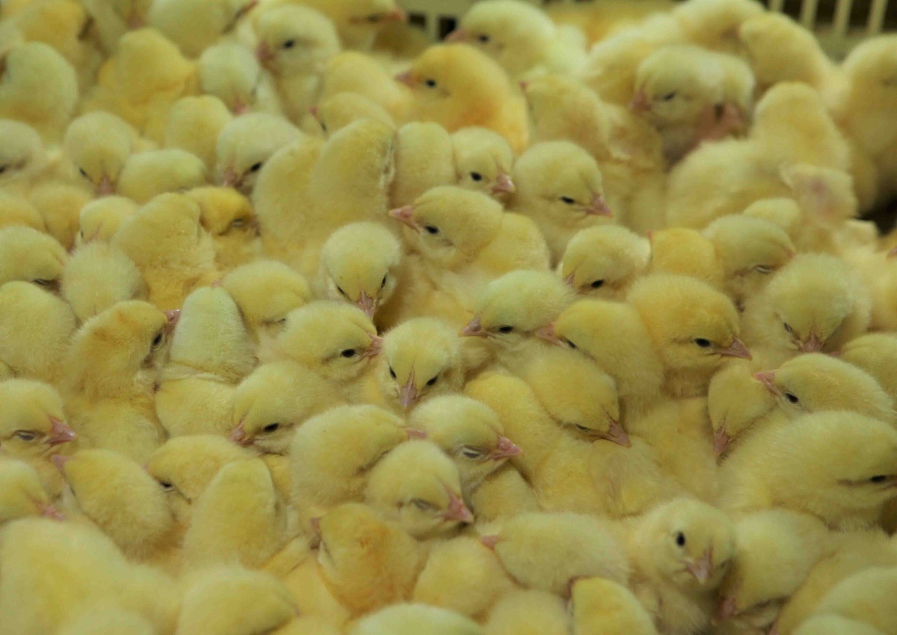 Wp Header Logo 1668.png