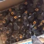 قاچاق پرنده ۱۵ میلیون تومانی | کشف ۴۰۰۰ جوجه مرغ مینای قاچاق در ۲ روز