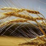 پیش بینی کاهش ۴۰ درصدی تولید گندم در لرستان