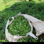 ۶ هزارتن چای وارد کشور شد