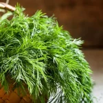 درمان طبیعی نفخ، بی‌خوابی و کلسترول با این گیاه پرکاربرد