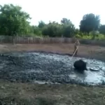 فیلم / دفاع سرسخت گراز در برابر سگ‌ها