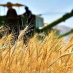 اشتهای رو به رشد آفریقا برای گندم؛ سهم آفریقا از واردات از ۱۲درصد به یک سوم افزایش یافت