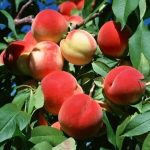 فواید یک میوه تابستانی؛ از بهبود بینایی تا کاهش التهاب