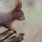 لنزی که فاصله را شکست / ثبت لحظه‌ای ناب از  سنجاب بازیگوش در دل طبیعت + فیلم