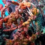 ببینید؛ کمک غواص به یک خرچنگ