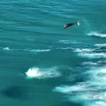 فیلم شادی و حرکات هماهنگ دلفین‌ها