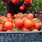 افزایش ۴درصدی صادرات جهانی گوجه فرنگی؛ فروش جهانی به ۱۲.۴ میلیارد دلار رسید