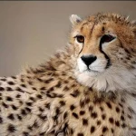 گشت و گذار یوزپلنگ آسیایی در پارک ملی توران