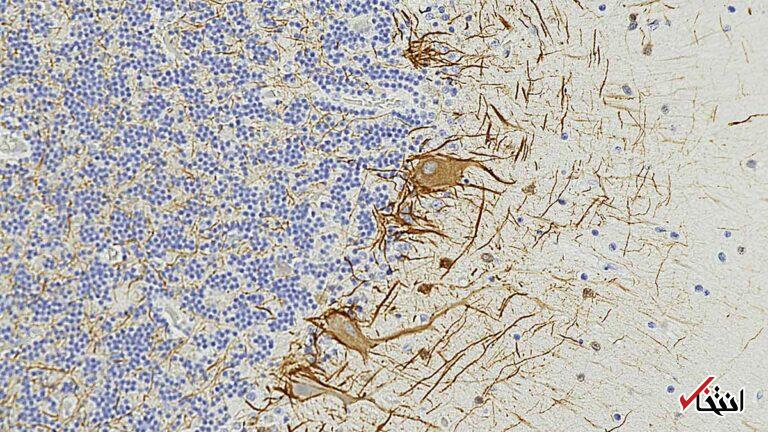 Wp Header Logo 1354.png