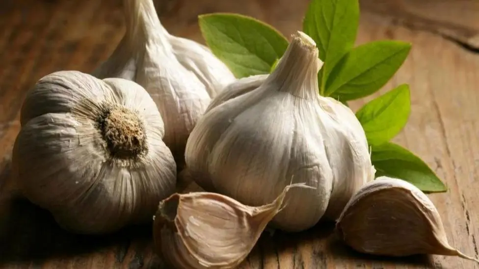 Wp Header Logo 1399.png