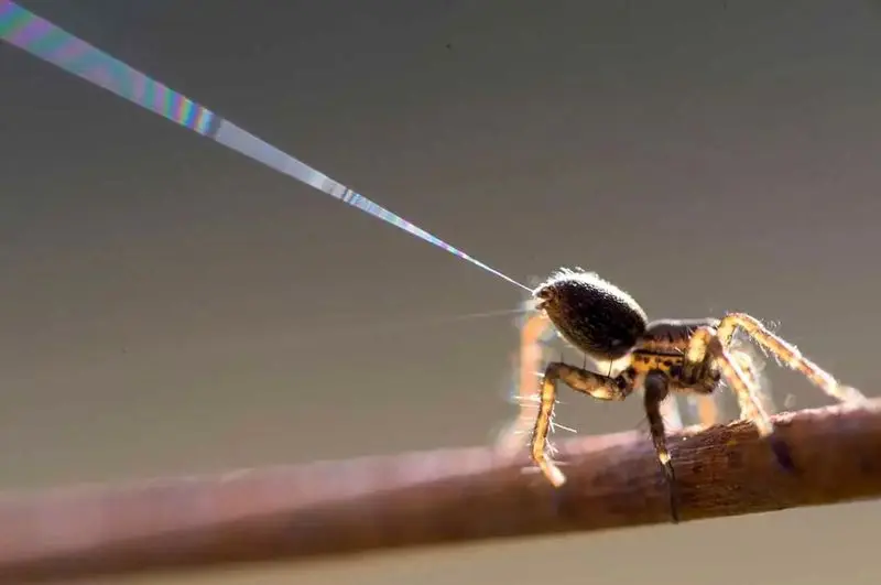 Wp Header Logo 1405.png