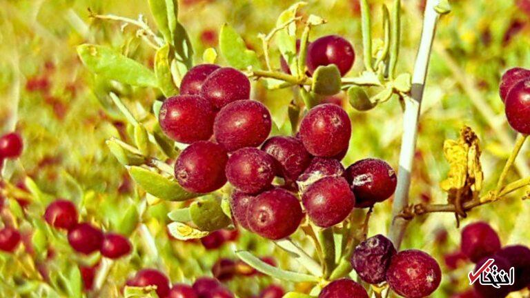 Wp Header Logo 1298.png