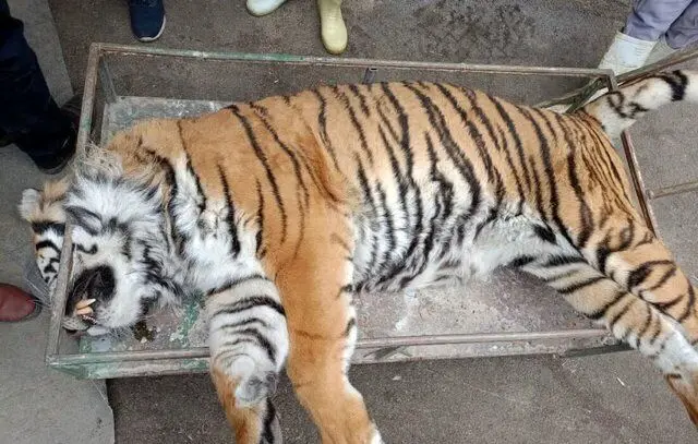 Wp Header Logo 1317.png