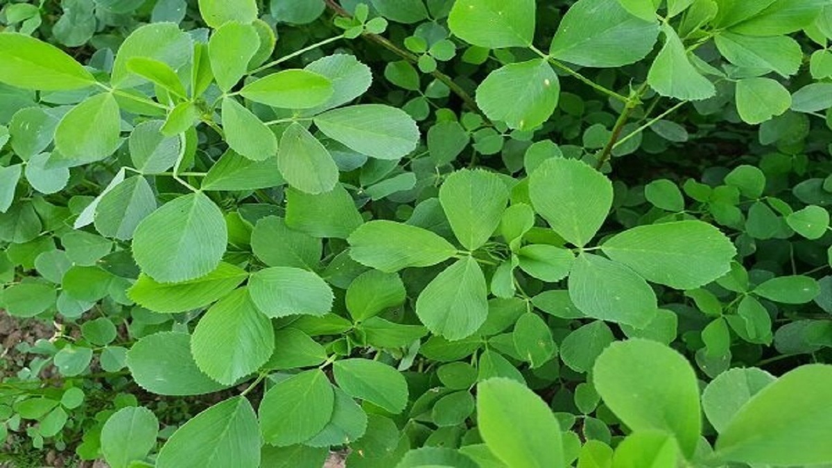 Wp Header Logo 2581.png