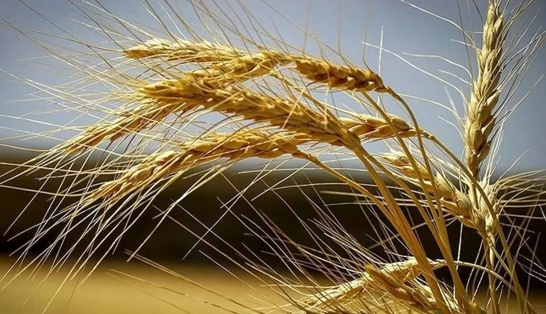 Wp Header Logo 2687.png