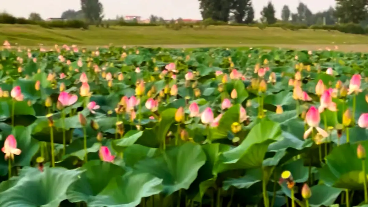 Wp Header Logo 3241.png