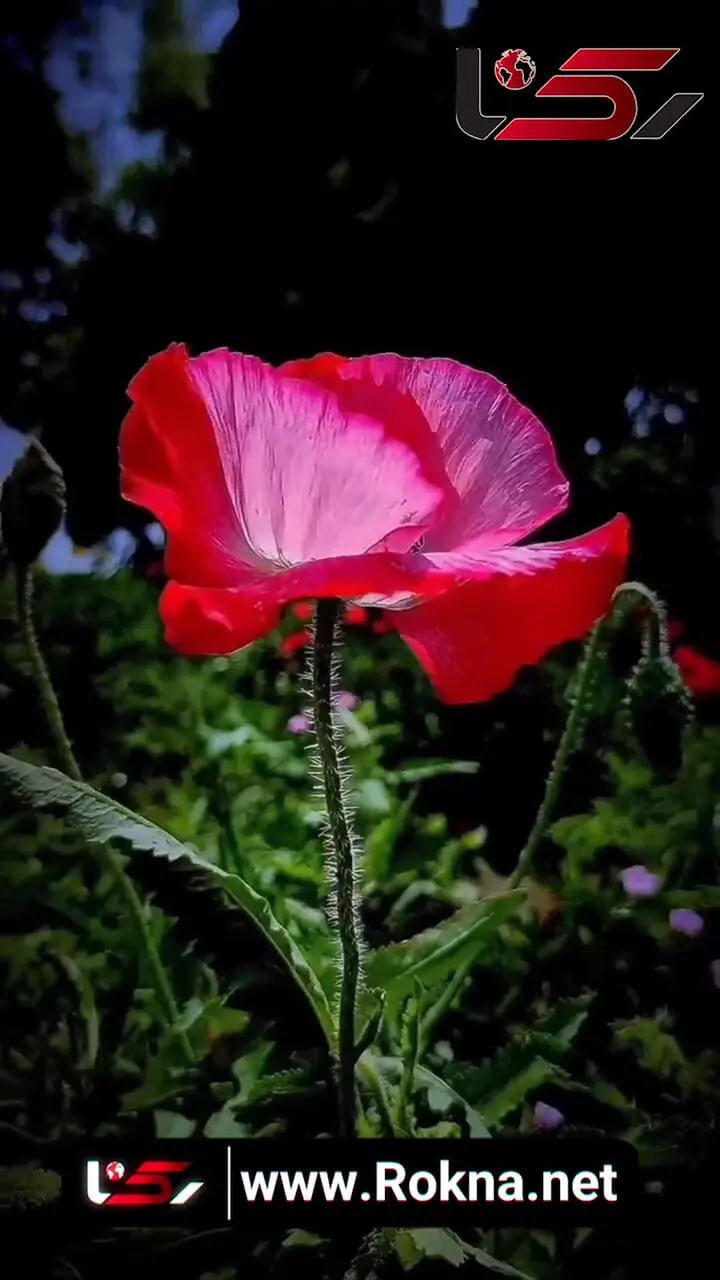 Wp Header Logo 662.png