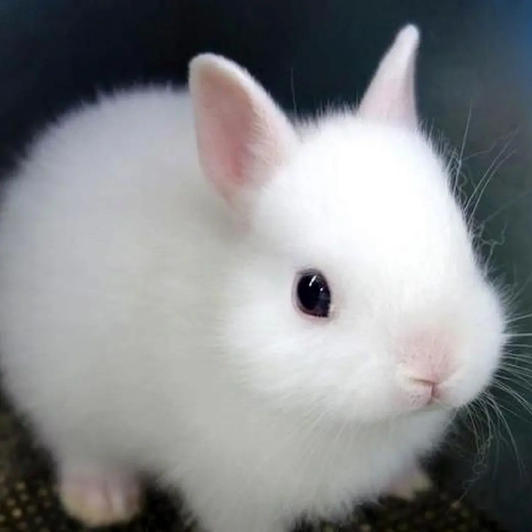 Wp Header Logo 751.png