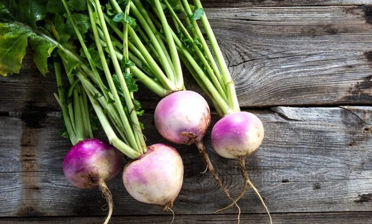 Wp Header Logo 1000.png