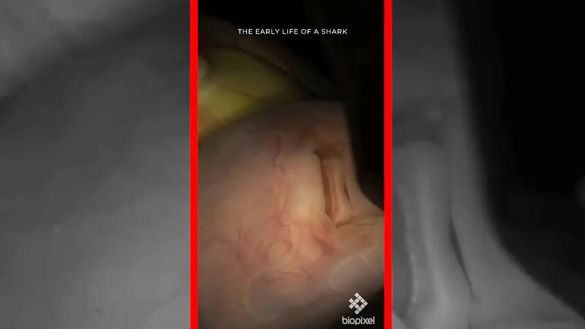 Wp Header Logo 1398.png