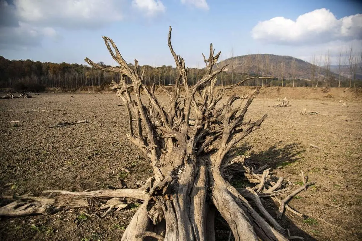 Wp Header Logo 219.png