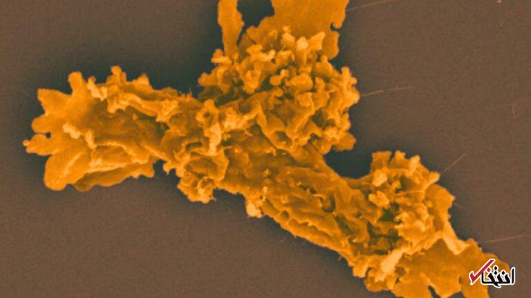 Wp Header Logo 257.png