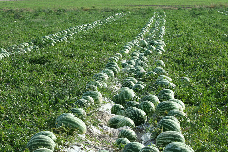 Wp Header Logo 61.png